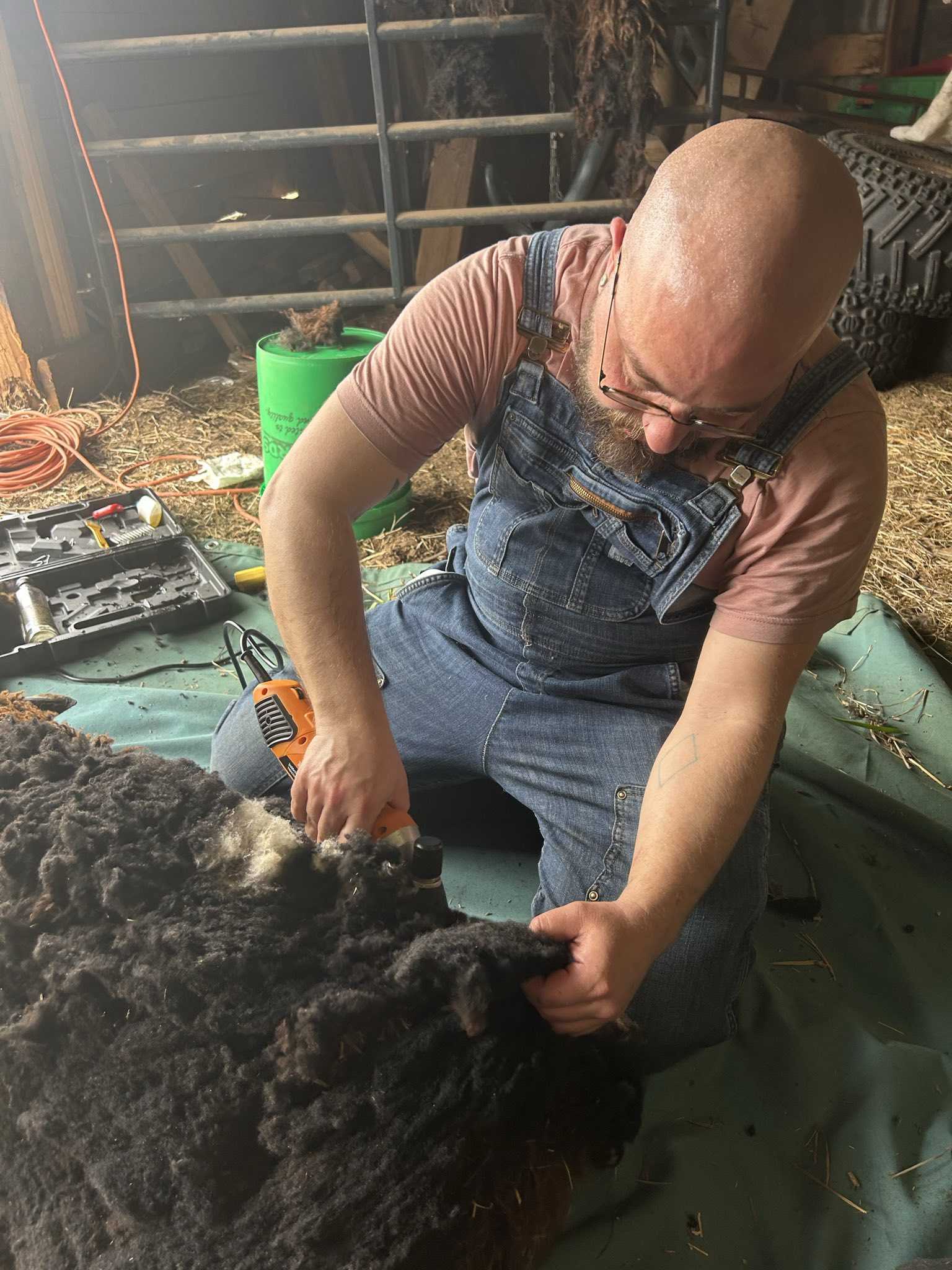 Morgan shearing Dandelion, a freemartin Finnsheep